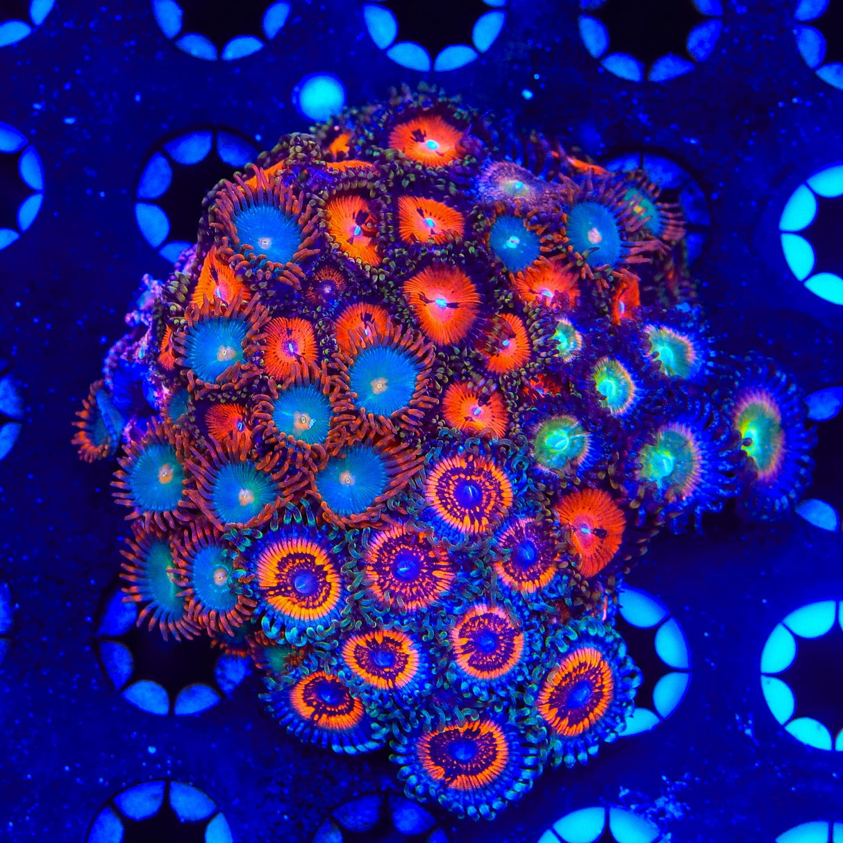 Combo Zoanthids Colony Coral