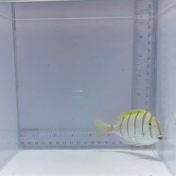 Convict Tang (Acanthurus triostegus)