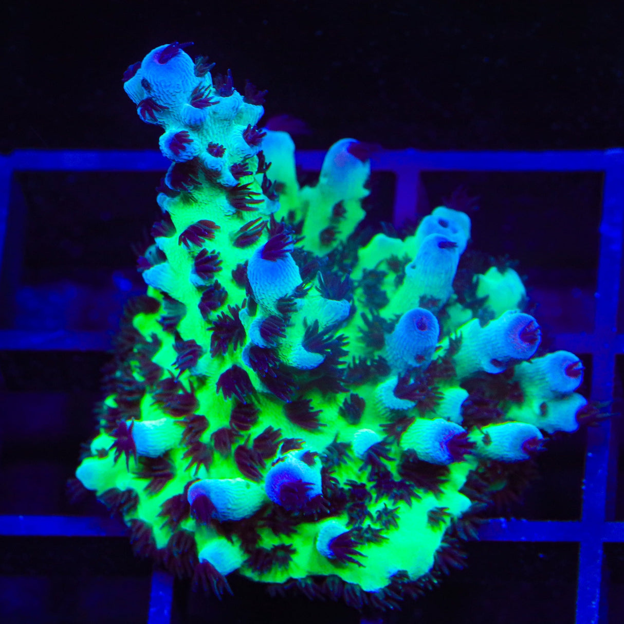 Cookie Monster Acropora Coral