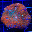 Coppertone Mushroom XL Frag Coral