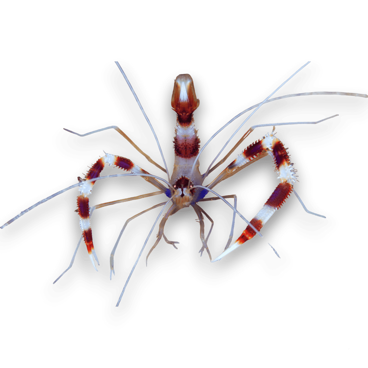 Coral Banded Shrimp – Decapoda sp.