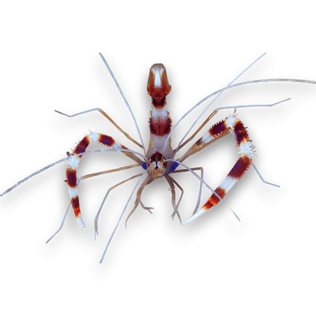 Coral Banded Shrimp – Decapoda sp.