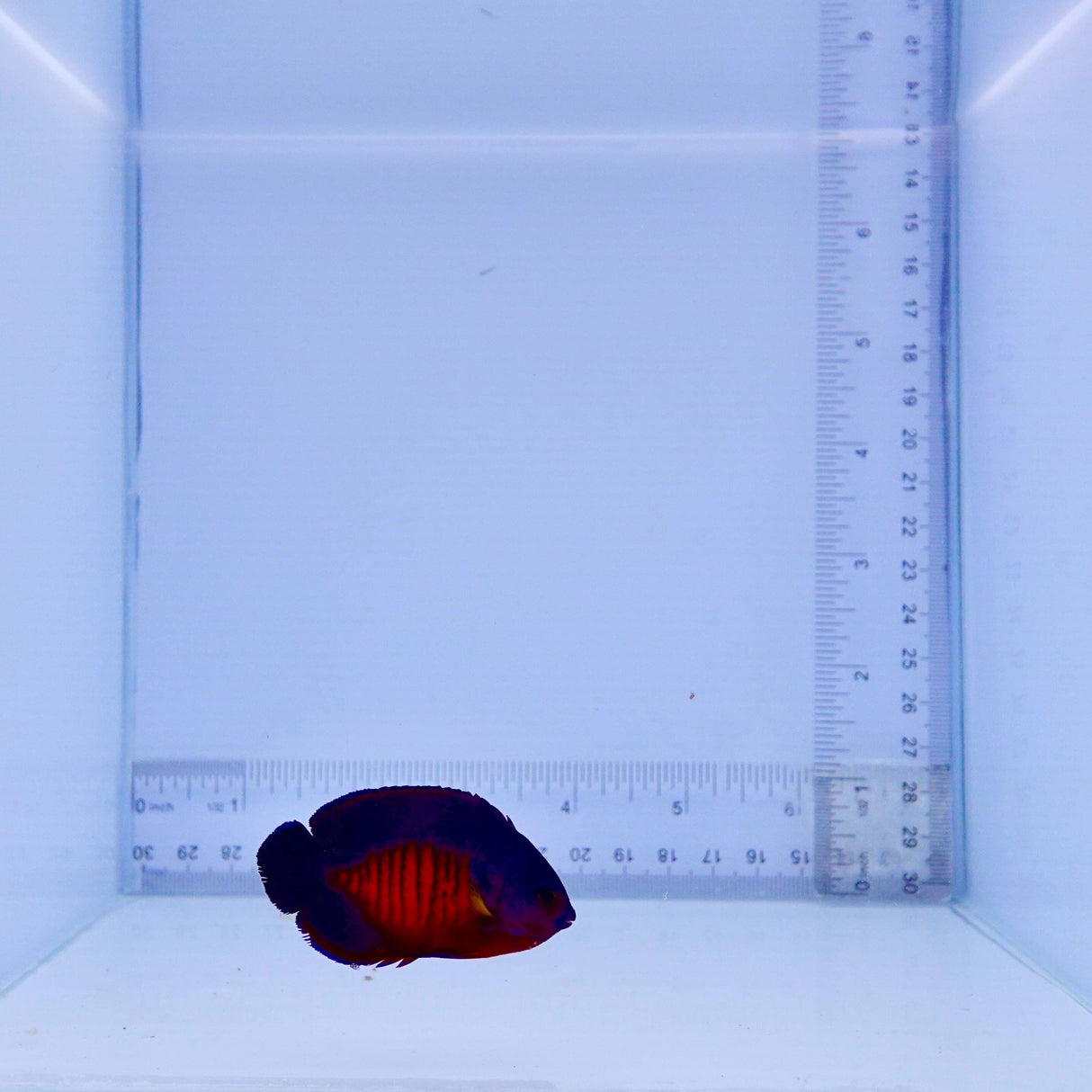 Coral Beauty Angel Fish