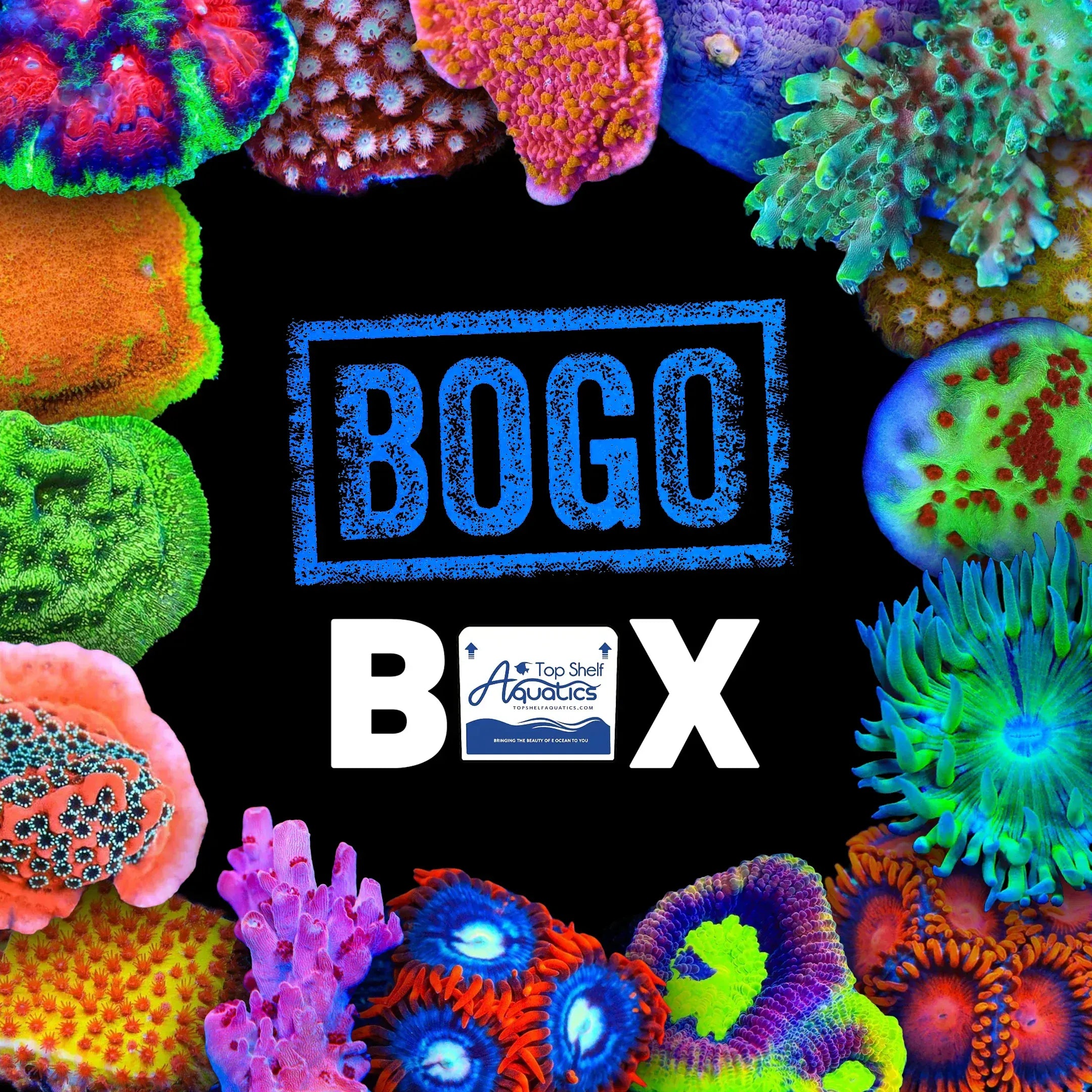 Coral BOGO Box – Top Shelf Aquatics
