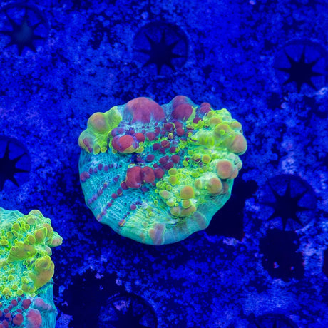 Cosmic Candy Bounce Chalice