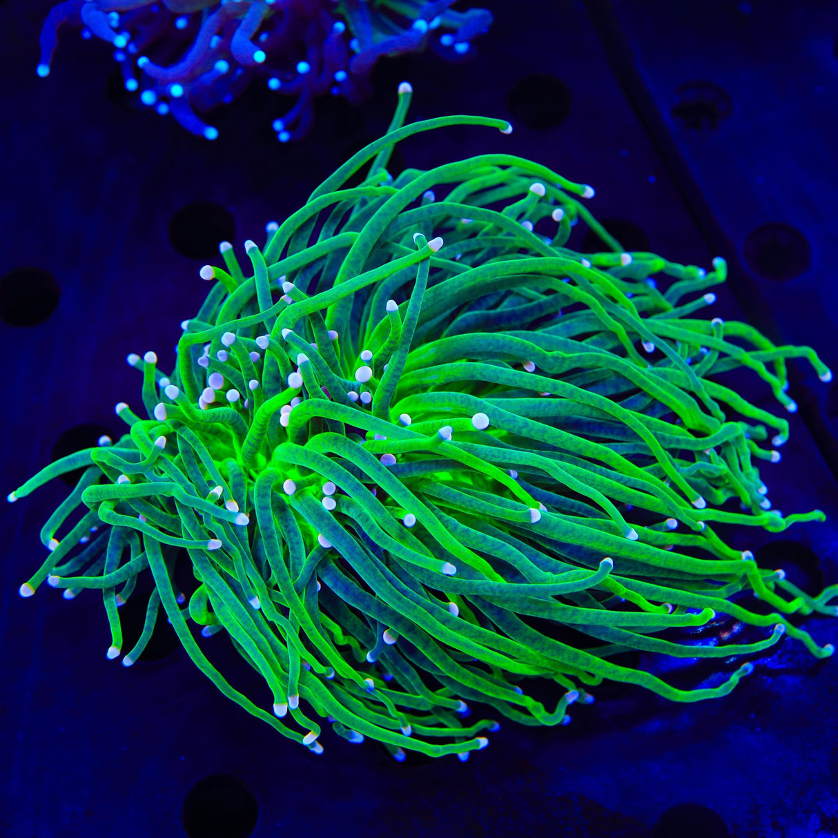 Cotton Candy Torch Coral