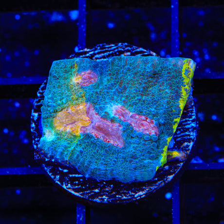 Crayola Meltdown Chalice Coral