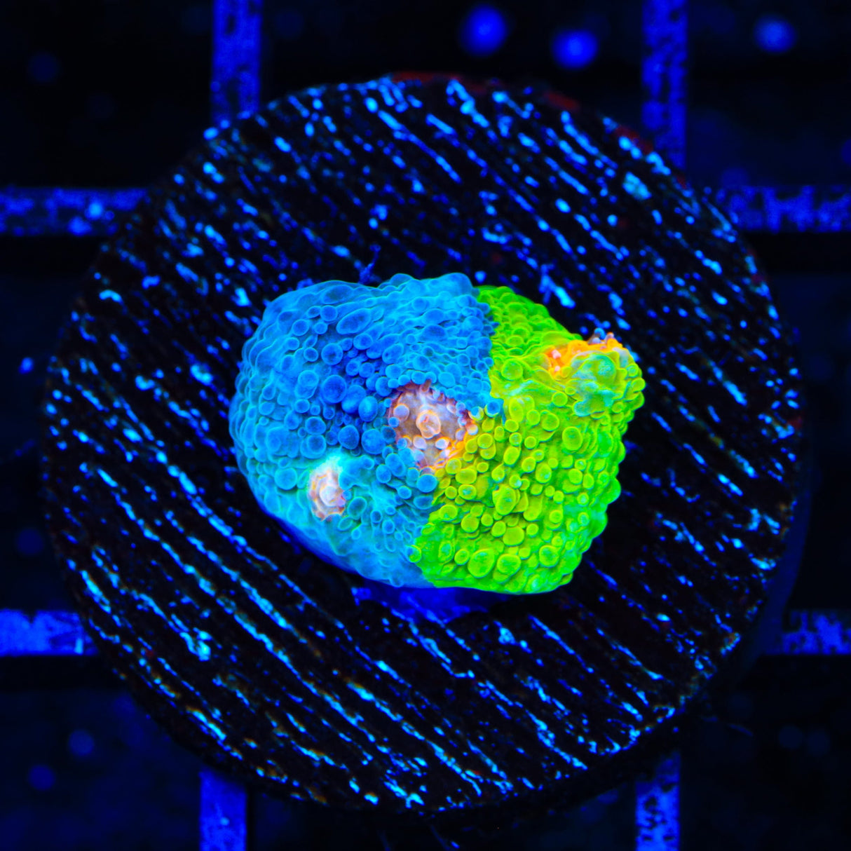 Crayola Meltdown Chalice Coral