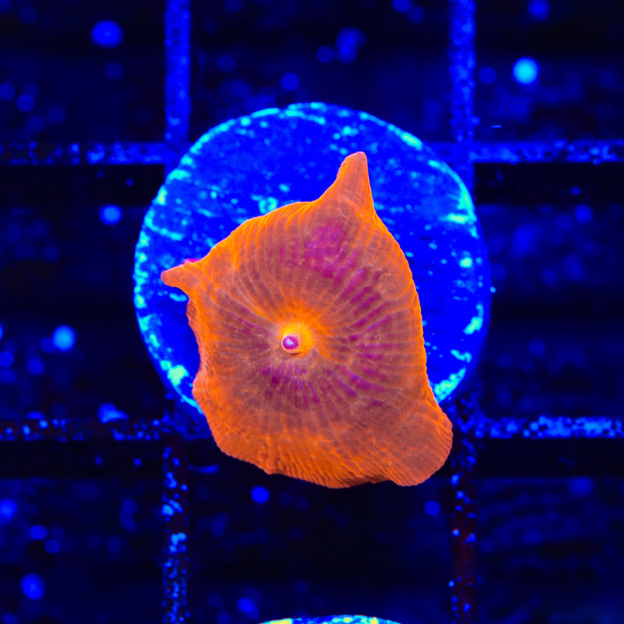 Crimson Mushroom Coral