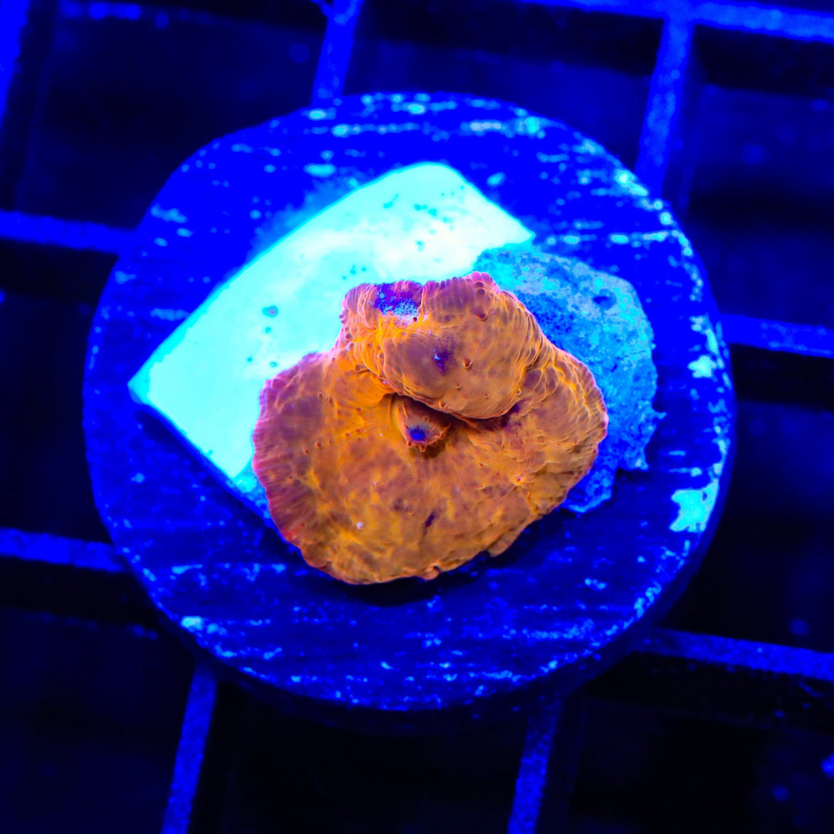 Crimson Mushroom Coral