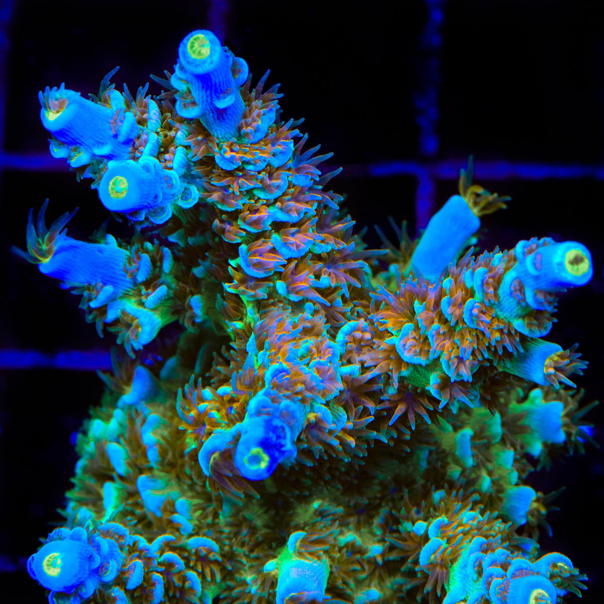 CRT Golden Eye Acropora Coral