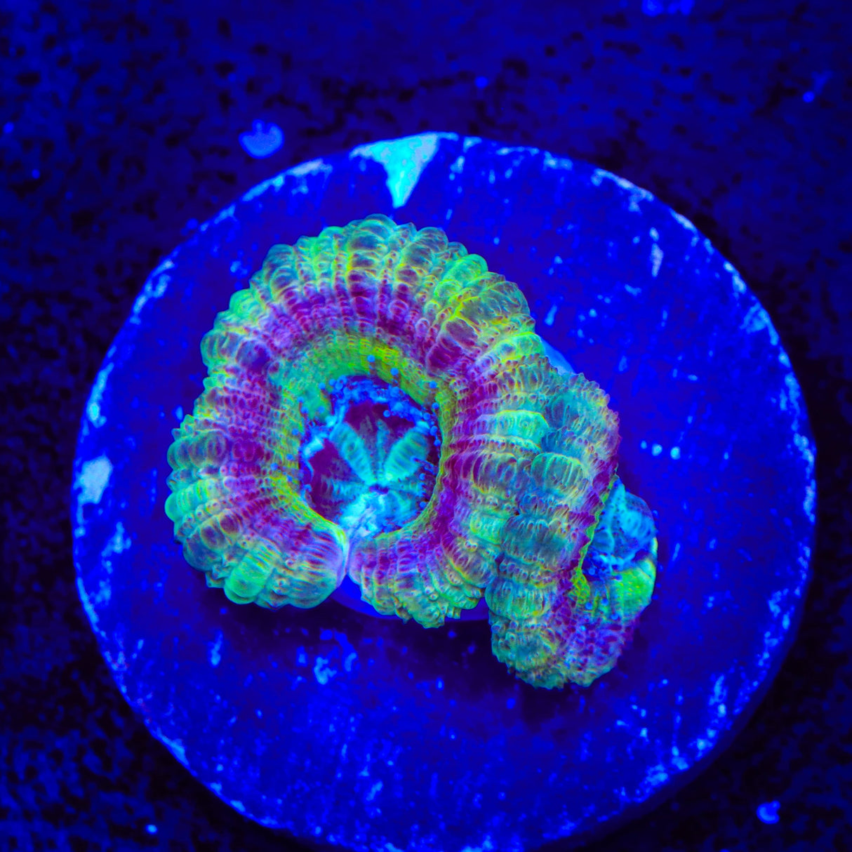 Crypto Deep Water Acan Coral