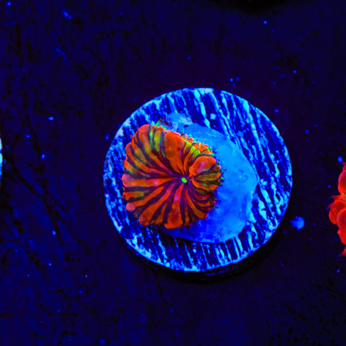 Darth Maul Blastomussa Coral