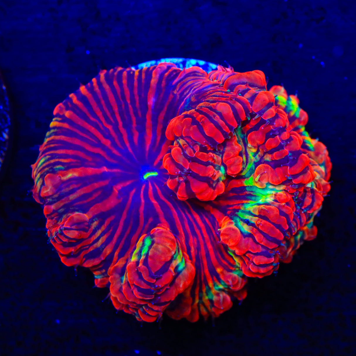 Darth Maul Blastomussa Coral