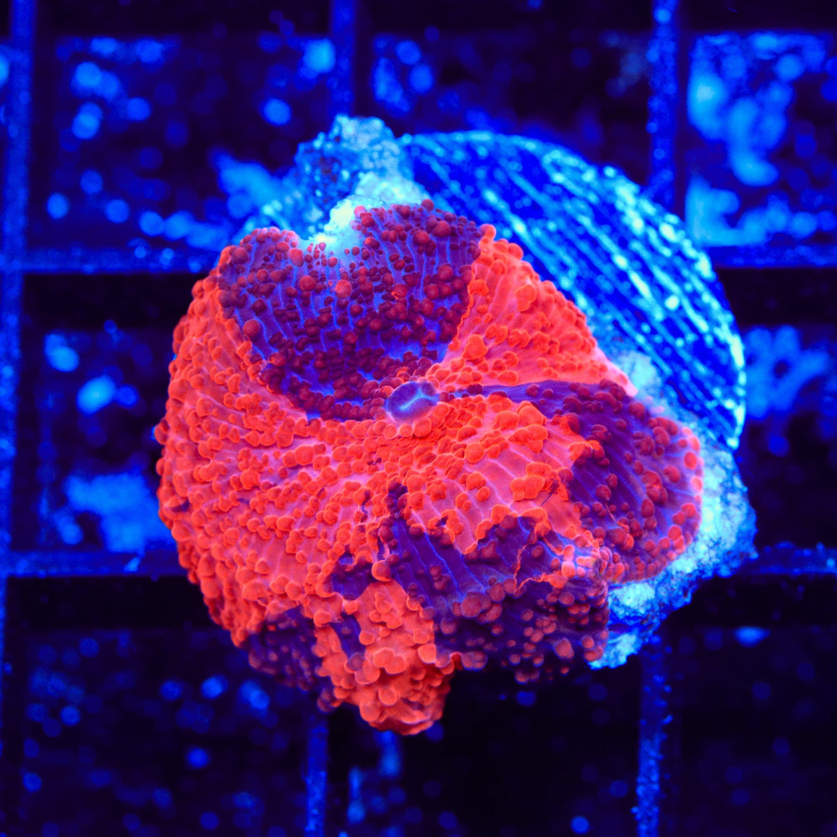 Deadpool Mushroom Coral