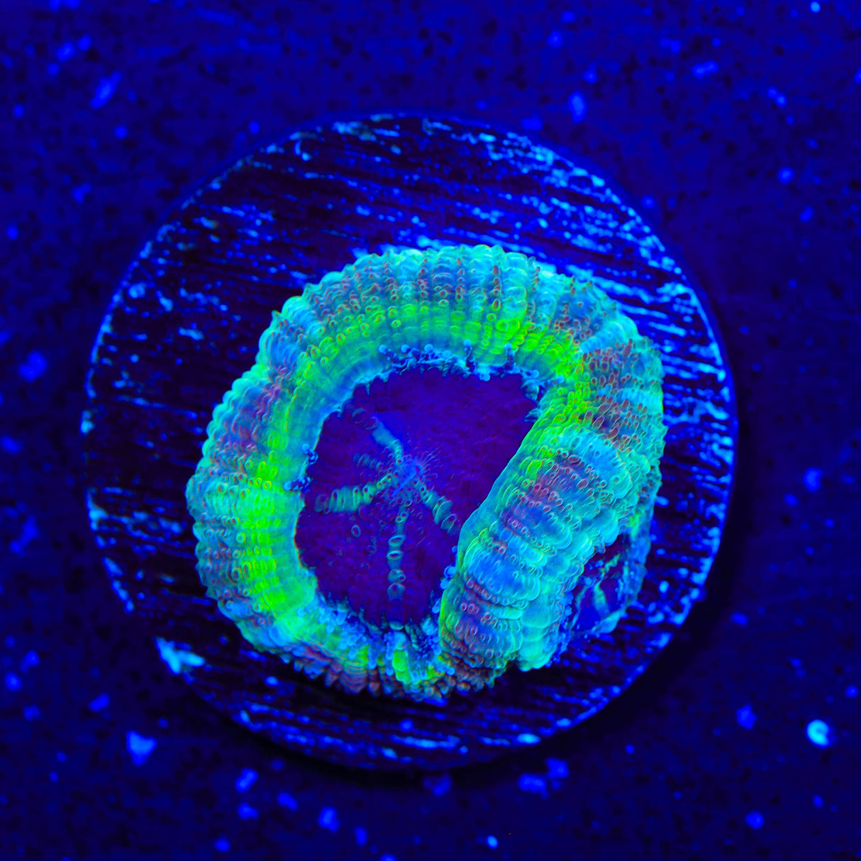 Deep Sea Deep Water Acan Coral