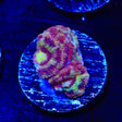 Deep Water Acan Coral