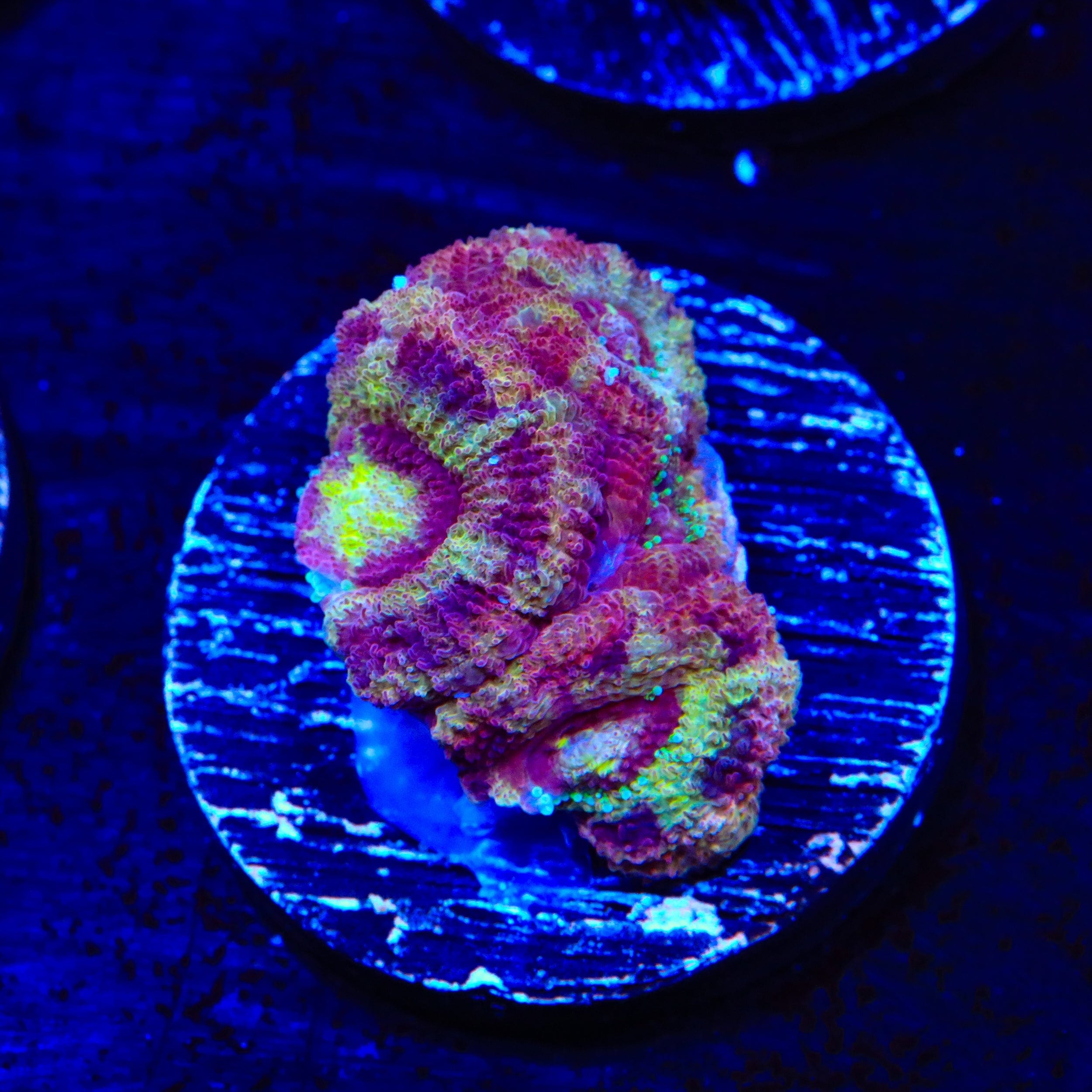 Deep Water Acan Coral