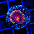 Deep Water Acan Coral