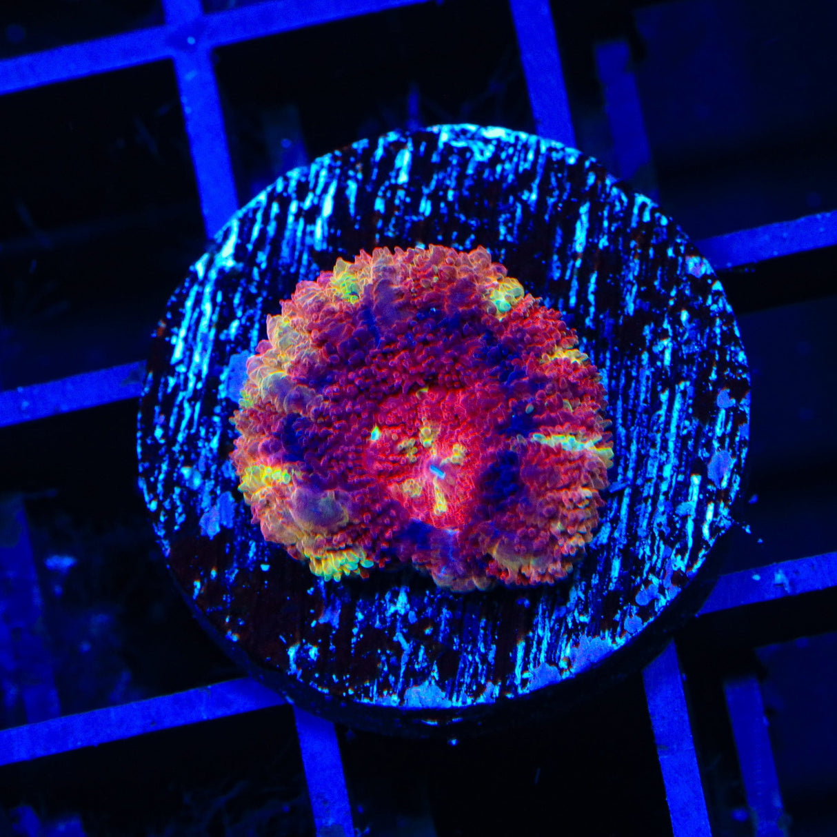 Deep Water Acan Coral