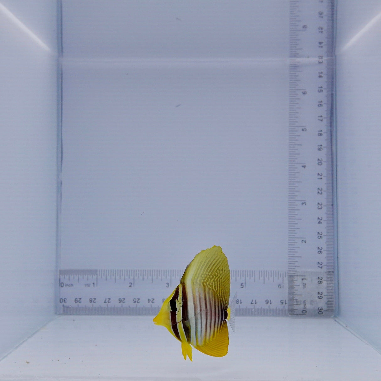 Desjardini Sailfin Tang Fish