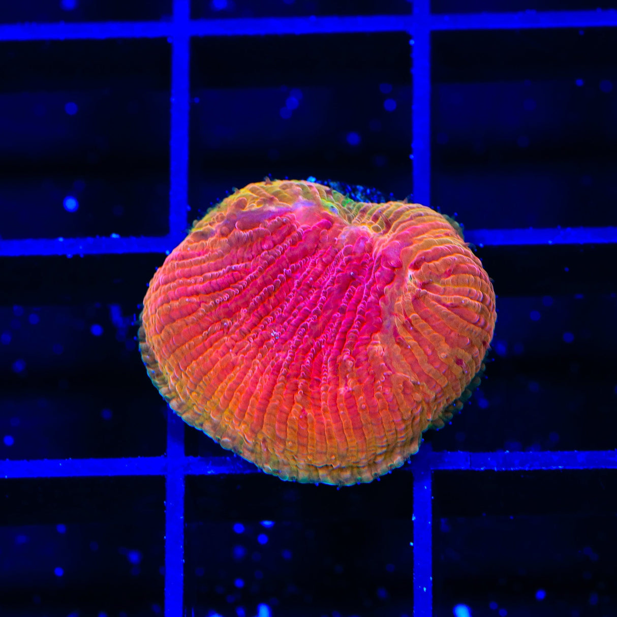 Diablo Diaseris Plate Coral