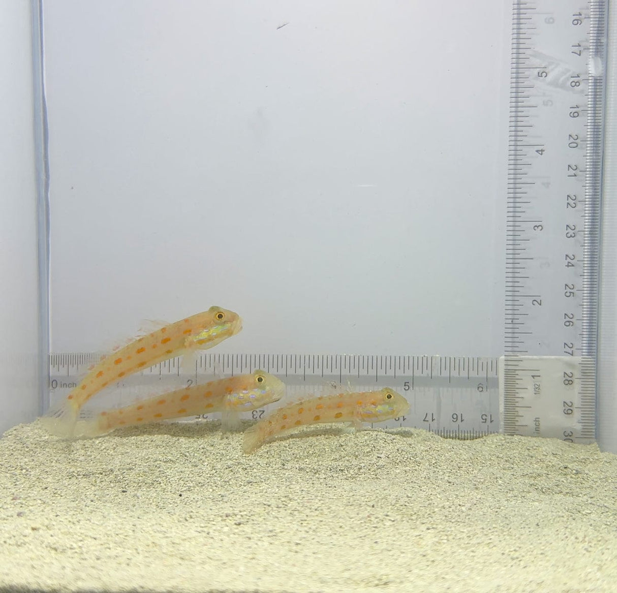 Diamond Goby Fish