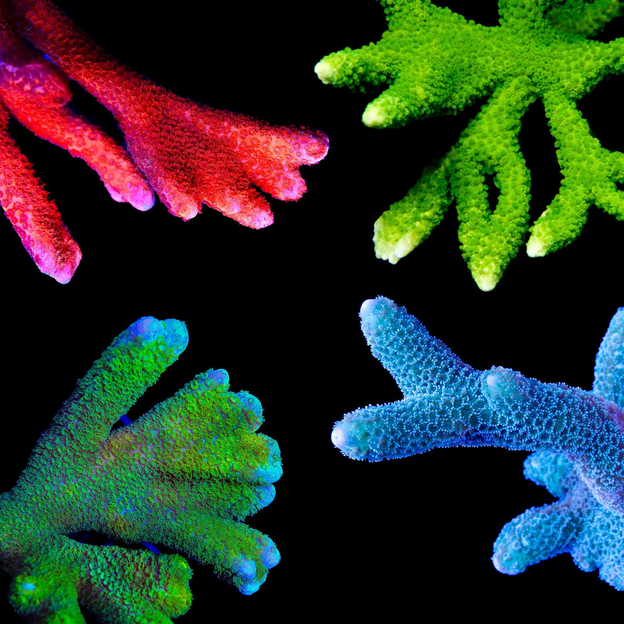 Digitata Coral Frag Pack