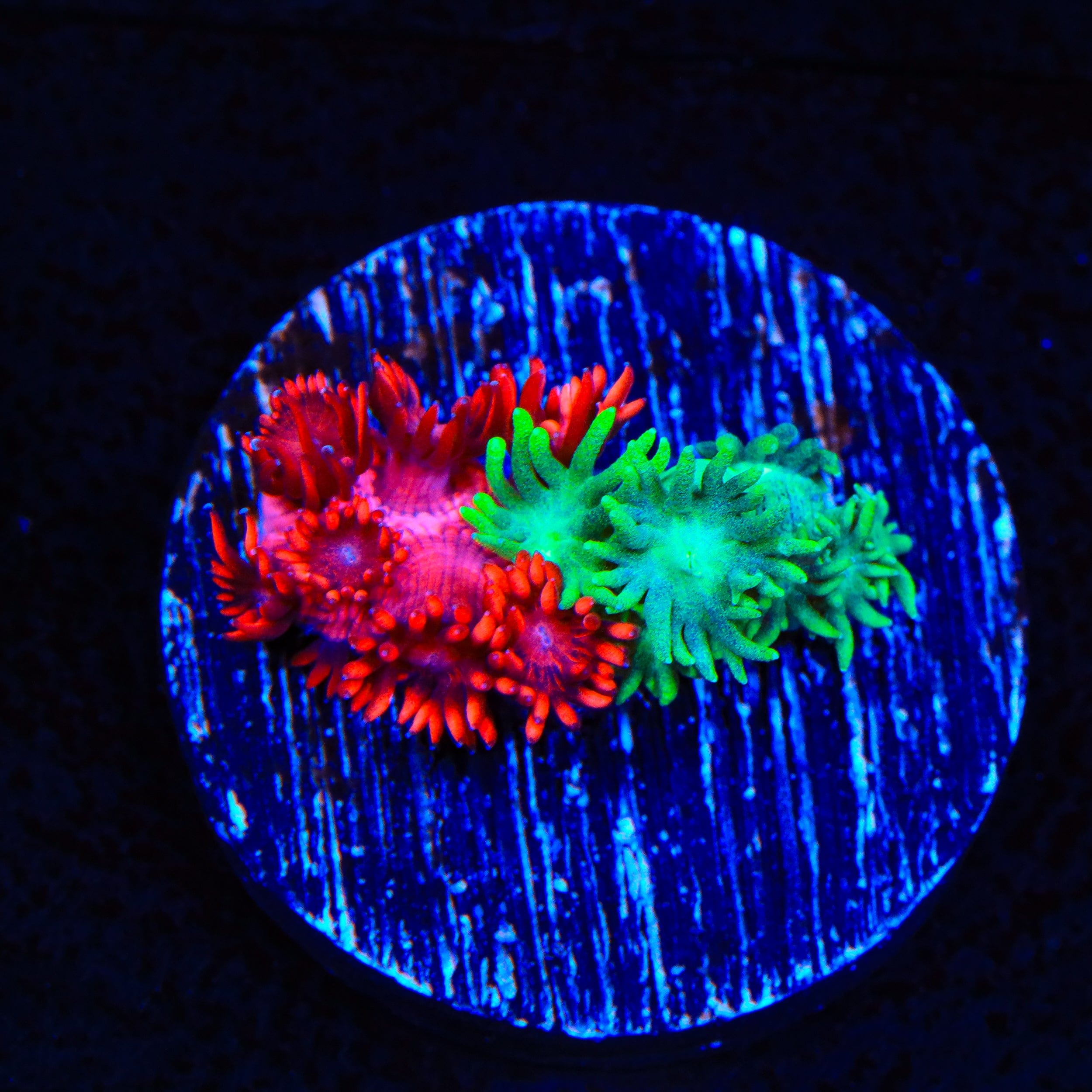 Double Goniopora Coral