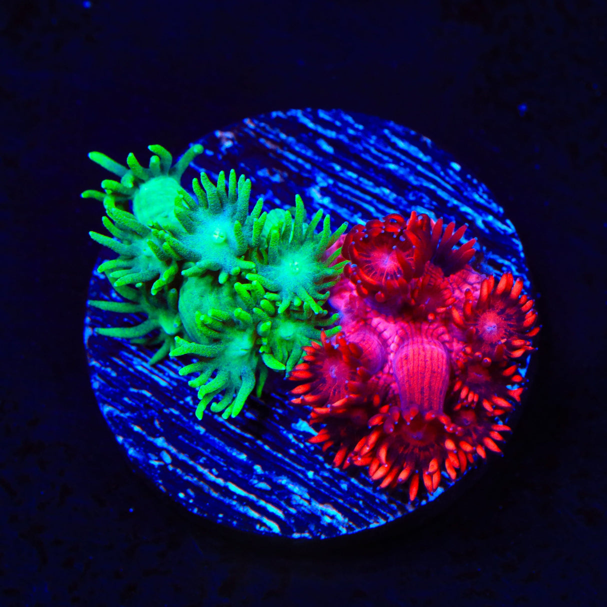 Double Goniopora Coral