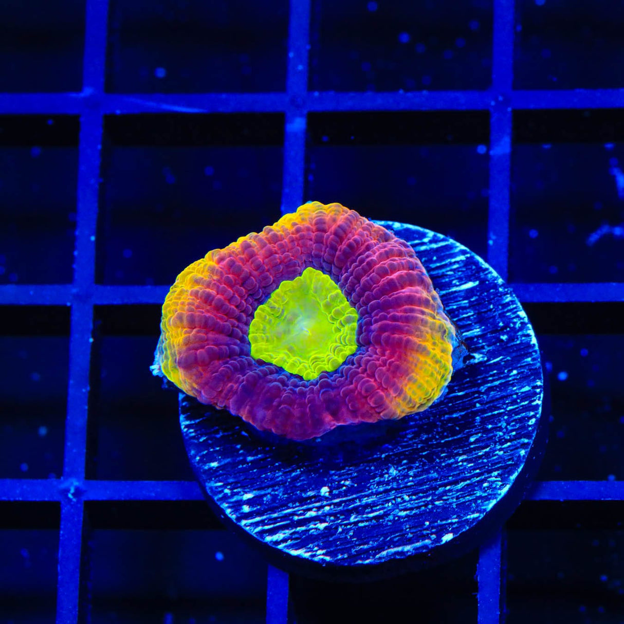 Dragon Soul Favia Coral