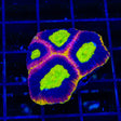 Dragon Soul Favia Coral