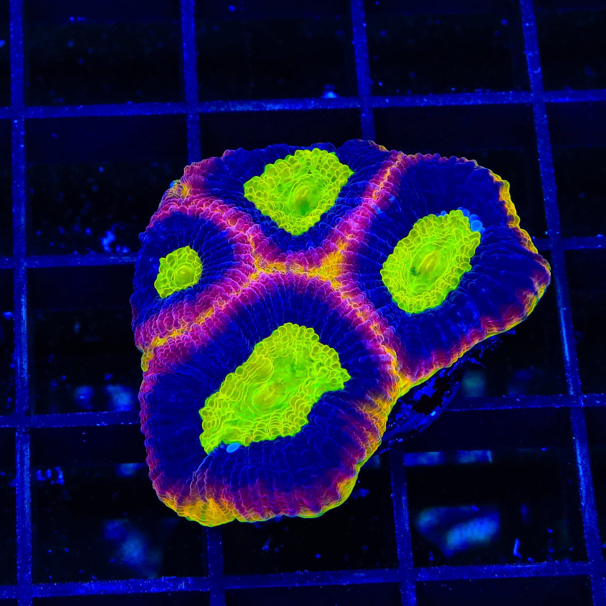Dragon Soul Favia Coral