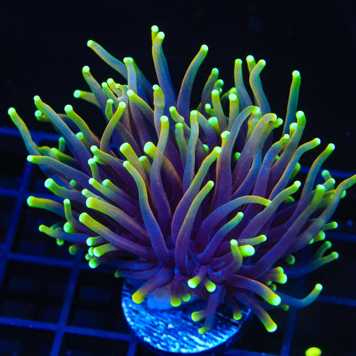 Dragon Soul Torch Coral