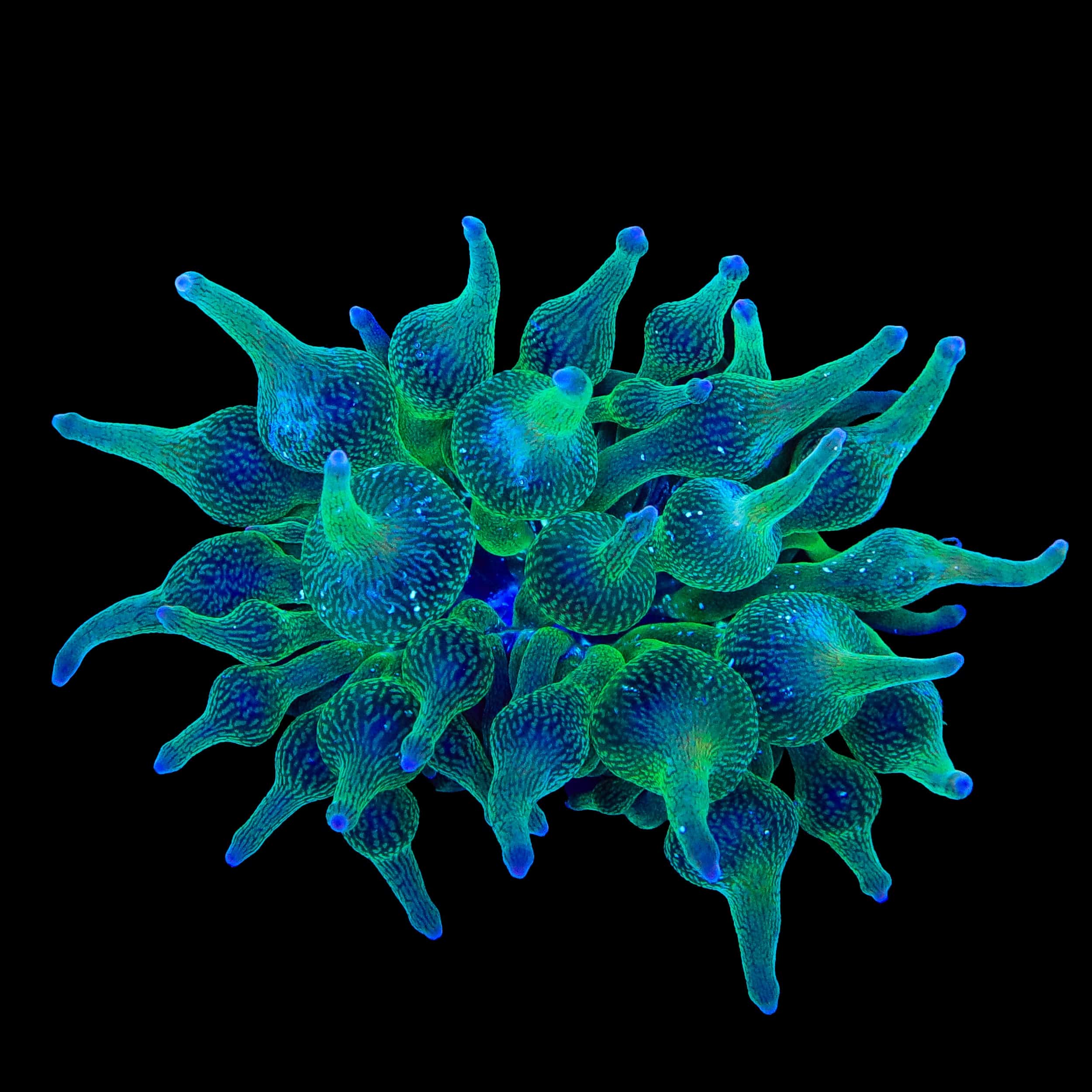 ECC Nexus Joker Bubbletip Anemone