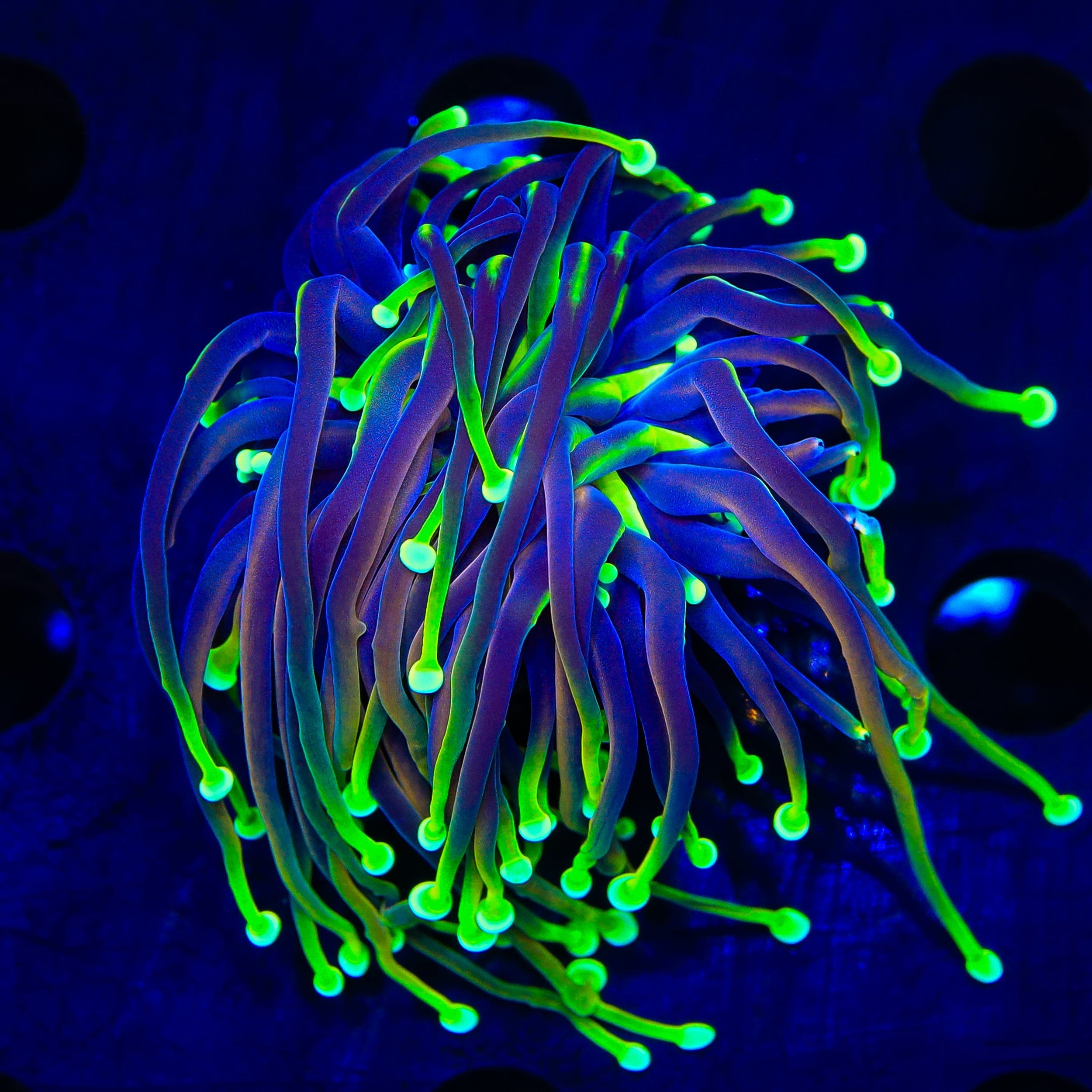 Electric Joker Torch Coral