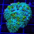 Electric Slide Persian Rug Mushroom Coral