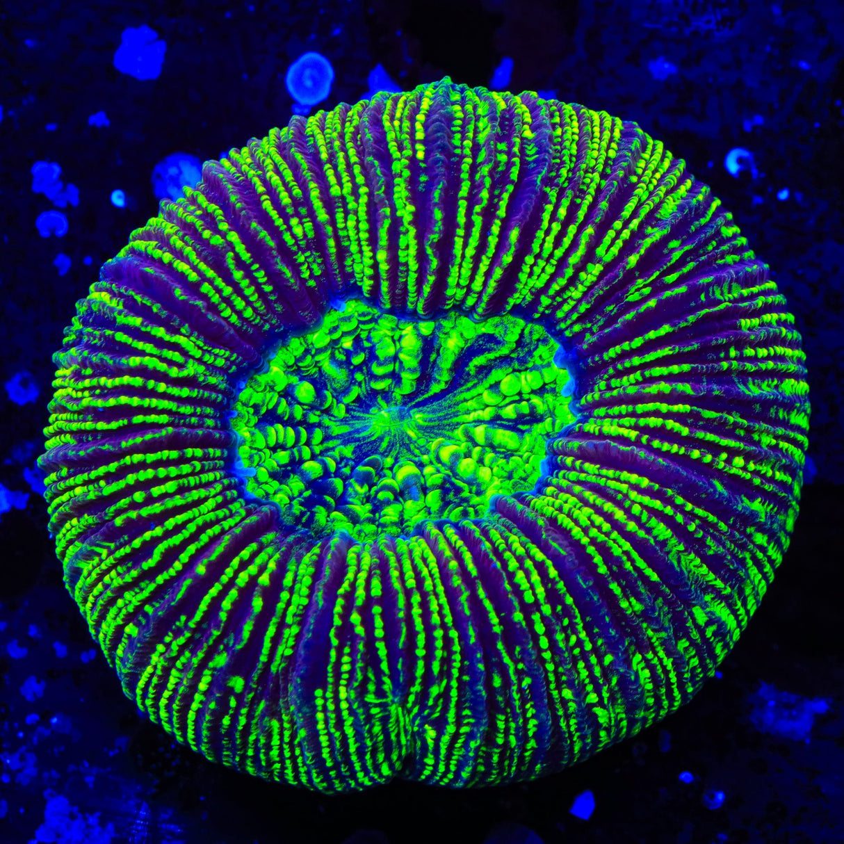 Electric Trachyphyllia Coral