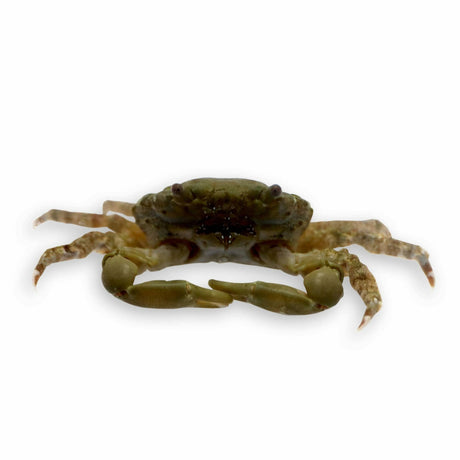 Emerald Crab – Mithraculus sculptus