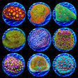 Encruster 3 Coral Frag Pack