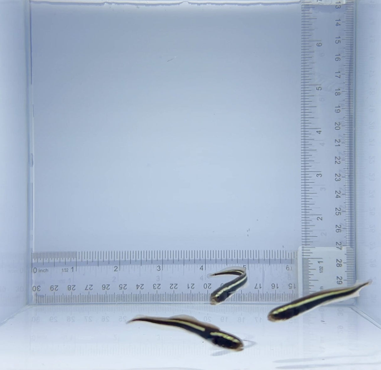 Engineer Goby Fish