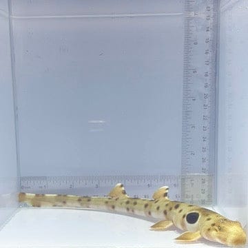Epaulette Shark (Hemiscyllium ocellatum)