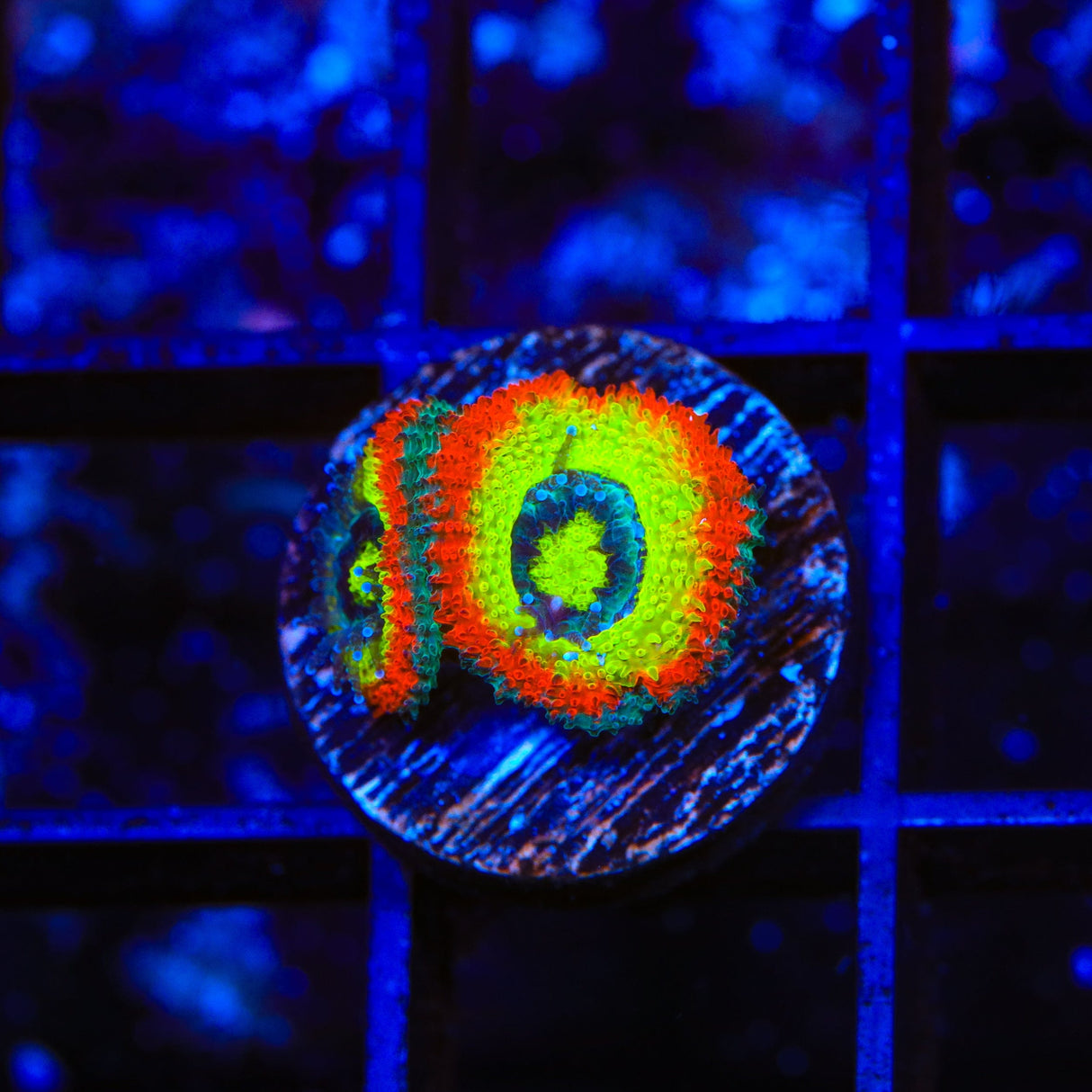 F2M Holy Grail Micromussa Acan Coral