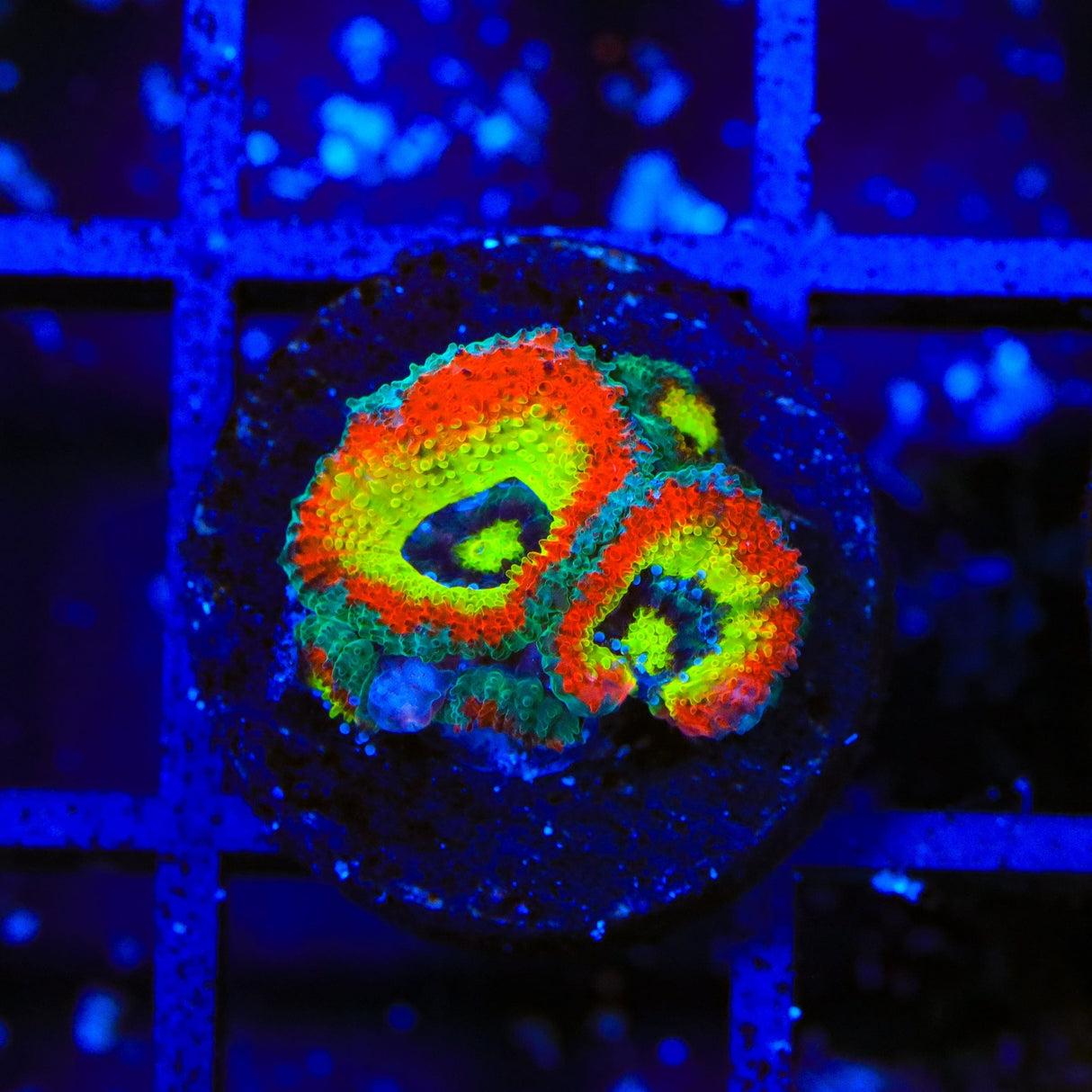 F2M Holy Grail Micromussa Acan Coral