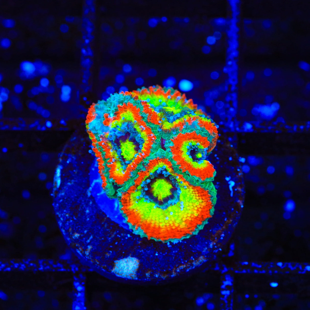 F2M Holy Grail Micromussa Coral