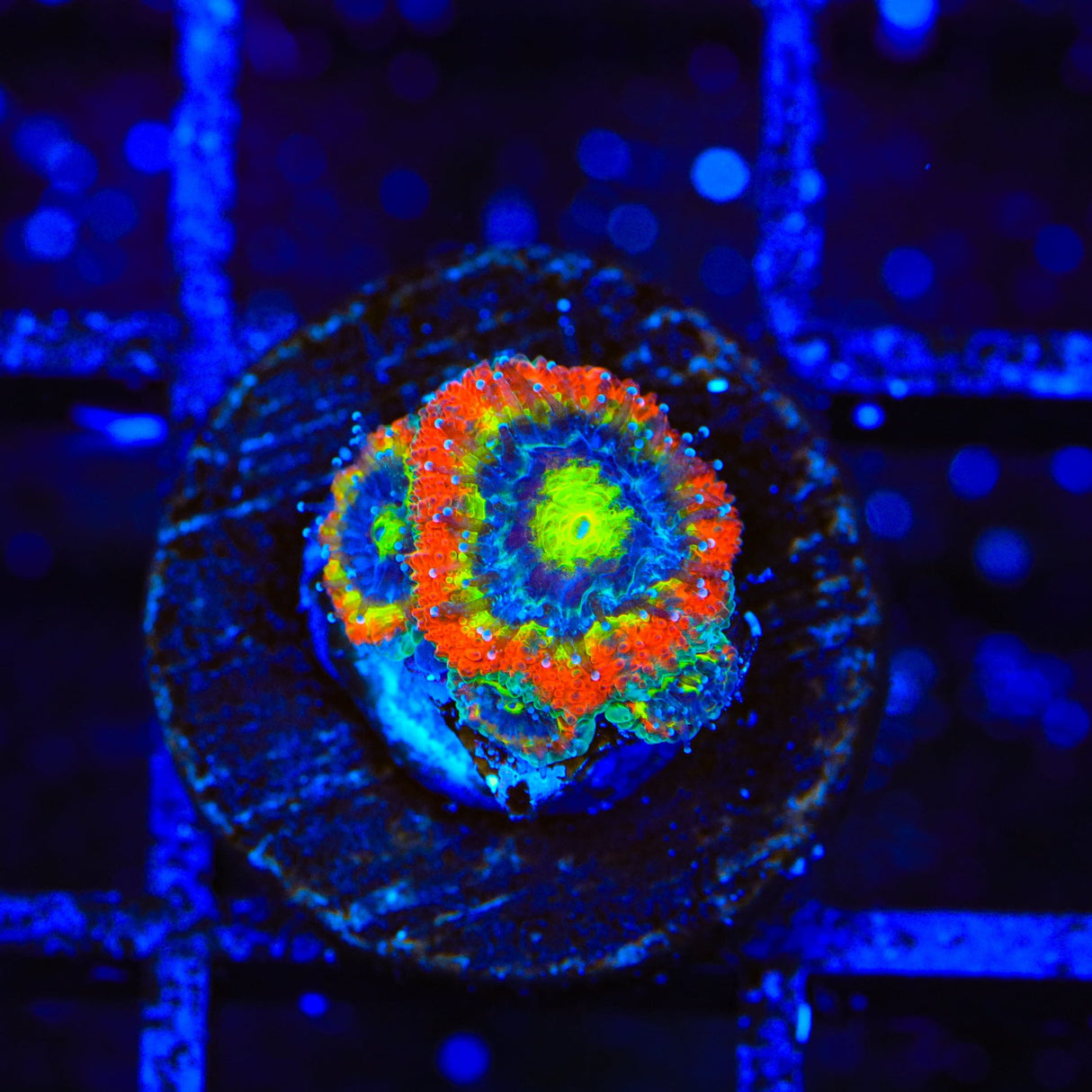 F2M Holy Grail Micromussa Coral