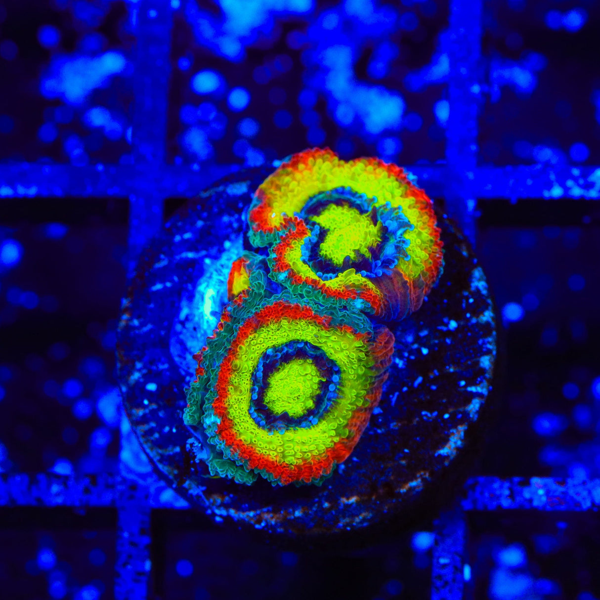 F2M Holy Grail Micromussa Coral