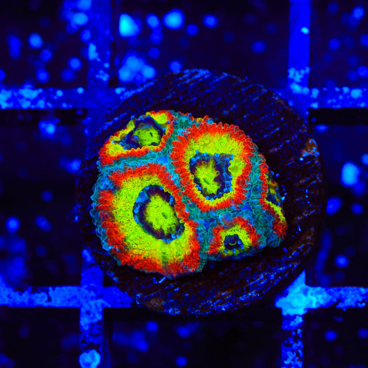 F2M Holy Grail Micromussa Coral