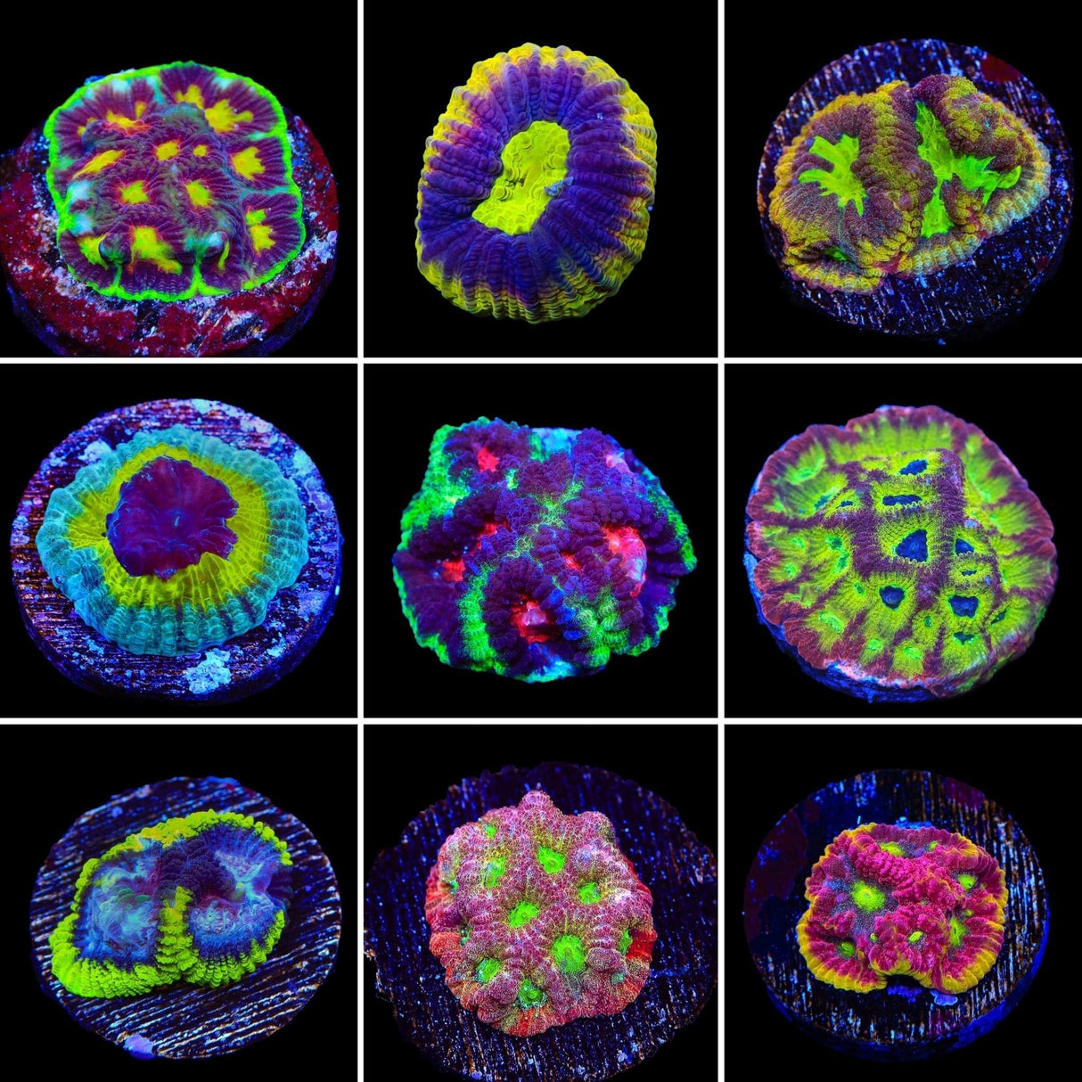 Favia 3 Coral Frag Pack