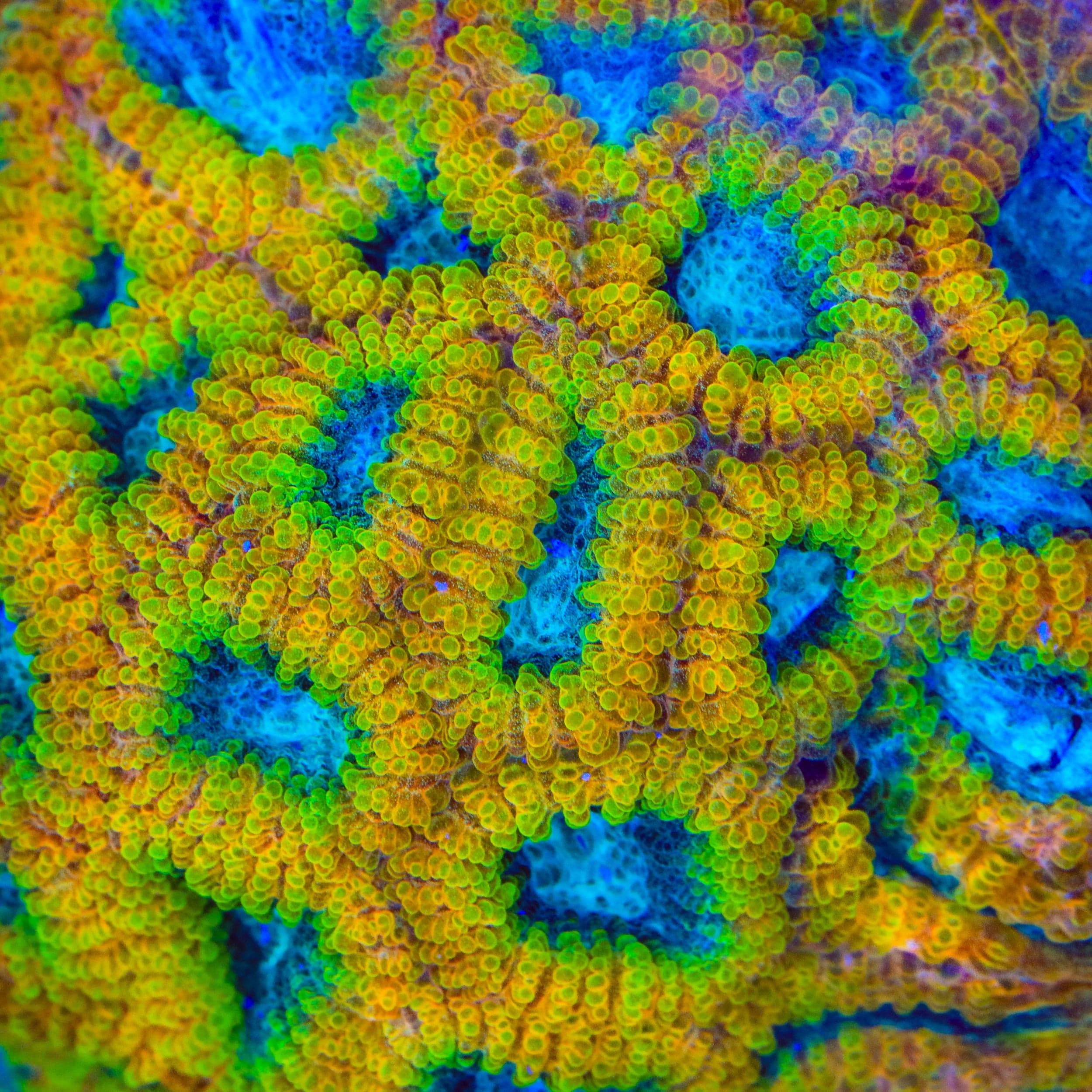 Favia of the Gods Favia Coral